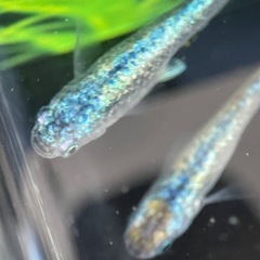 ネプチューンの画像