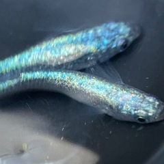 ネプチューンの画像