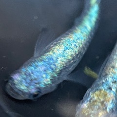 ネプチューンの画像