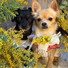 犬友　 - 友達