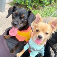 犬友　