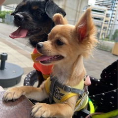 犬友　 - 柏市