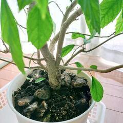 激レア❗️
観葉植物 斑入り フィカス・アスペラ・パーセリー 大型の画像