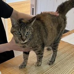 ミックス4歳メスです