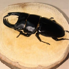 【山形県産】国産新成虫オオクワガタペアの画像