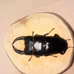 【山形県産】国産新成虫オオクワガタペアの画像
