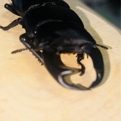 【山形県産】国産新成虫オオクワガタペアの画像
