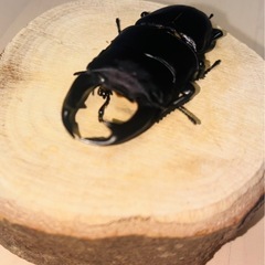 【山形県産】国産新成虫オオクワガタペアの画像