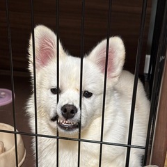 至急譲渡お願いしたいです。
