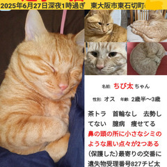 迷子猫茶トラ捜しています
