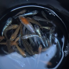 メダカ、メダカ屋さんへの画像