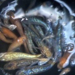 メダカ、メダカ屋さんへの画像