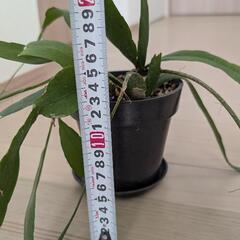 観葉植物 サボテン？の画像