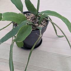 観葉植物 サボテン？の画像