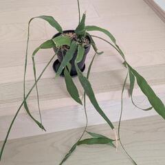 観葉植物 サボテン？の画像