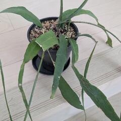 観葉植物 サボテン？の画像