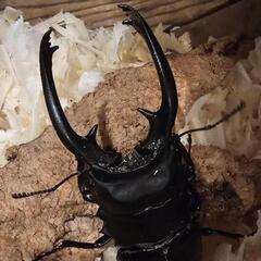 カブトムシくじ カブトムシ 昆虫  の画像