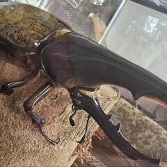 カブトムシくじ カブトムシ 昆虫  の画像