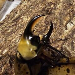 カブトムシくじ カブトムシ 昆虫  の画像