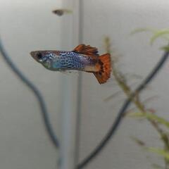 「取引中」グッピー稚魚〜幼魚10匹セットの画像
