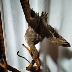 鳥の剥製　置物　オブジェの画像