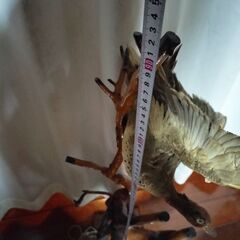 鳥の剥製　置物　オブジェの画像