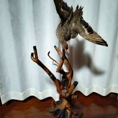 鳥の剥製　置物　オブジェ