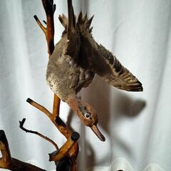 鳥の剥製　置物　オブジェの画像