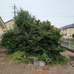 草刈り草取りお手伝い致します