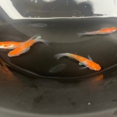 
メダカ 寿 二色 稚魚5匹の画像