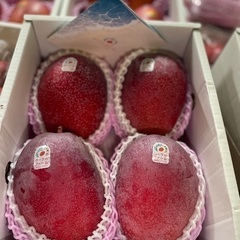 🥭沖縄マンゴー全国発送中🥭