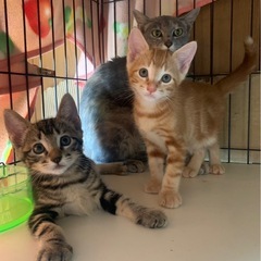 親子猫　