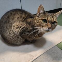 ベンガル猫　♀8歳　避妊済み　