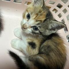 委託です。子猫5匹