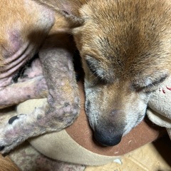 雑種　中型犬　6歳