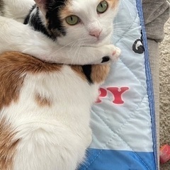 ミケ猫ちゃん里親募集