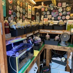 【五桜メダカ】 7月4日　横須賀めだか無人販売
