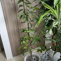 大型観葉植物の画像