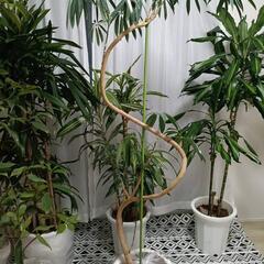 大型観葉植物