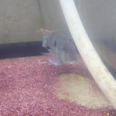 レッドヘットタパジョスの画像