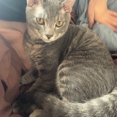 グレーキジ猫　マックくん　5ヶ月　男の子
