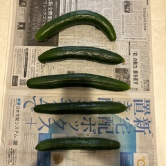 おじいちゃんが作った無農薬きゅうり