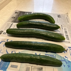 おじいちゃんが作った無農薬きゅうりの画像