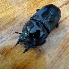 国産オオクワガタ（能勢YG）・♀2頭の画像