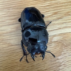 国産オオクワガタ（能勢YG）・♀2頭の画像