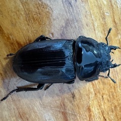 国産オオクワガタ（能勢YG）・♀2頭の画像