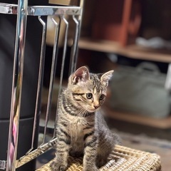 生後3ヶ月の子猫の里親募集中です