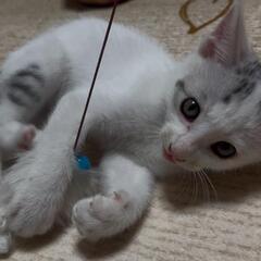 里親様決定しました！グレーキジ白の子猫 1ヶ月半くらい オス - 延岡市