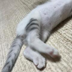 里親様決定しました！グレーキジ白の子猫 1ヶ月半くらい オス - 里親募集
