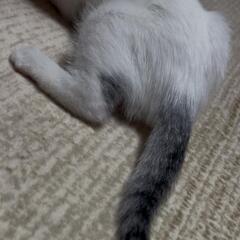 里親様決定しました！グレーキジ白の子猫 1ヶ月半くらい オス − 宮崎県